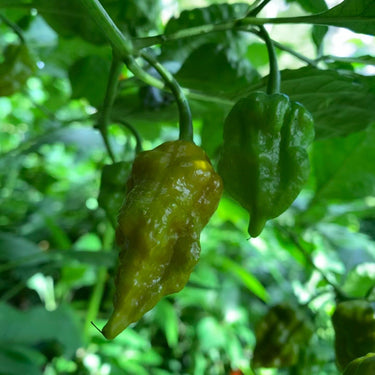7 Pot Slimer - Seeds - The Pepper Pantry (Formerly Marie Sharp's)